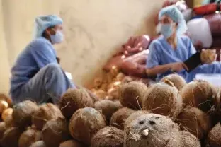 coconut